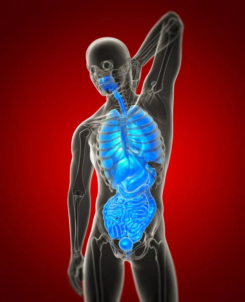 Rendere Illustrazione Medica Del Sistema Digestivo Umano Del Sistema Respiratorio — Foto Stock
