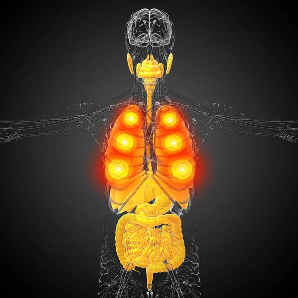Render Medikal Illüstrasyon Insan Sindirim Sistemi Solunum Sistemi Önden Görünüm — Stok fotoğraf