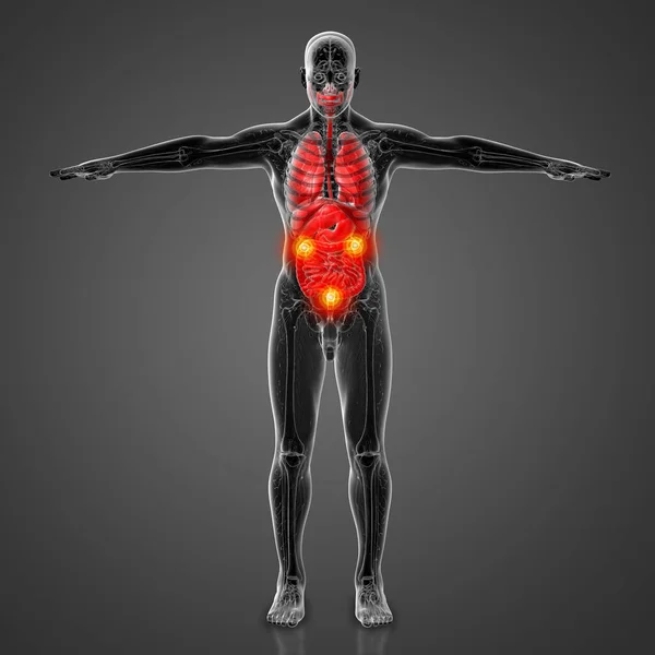 Tornar Ilustração Médica Sistema Digestivo Humano Sistema Respiratório Vista Frontal — Fotografia de Stock