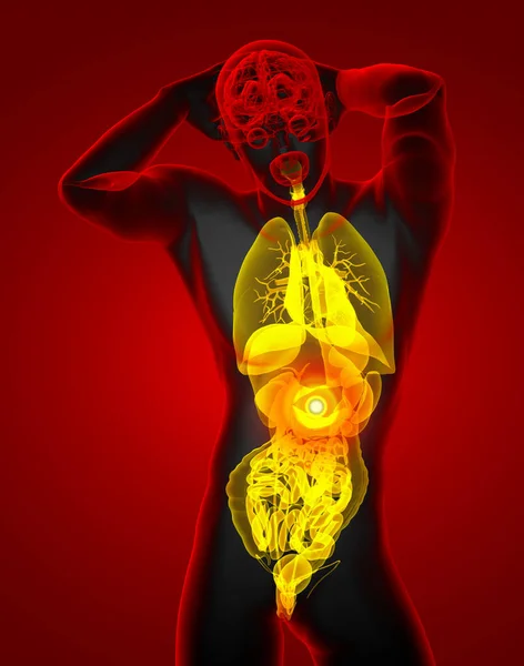 Rendere Illustrazione Medica Del Sistema Digestivo Umano Del Sistema Respiratorio — Foto Stock