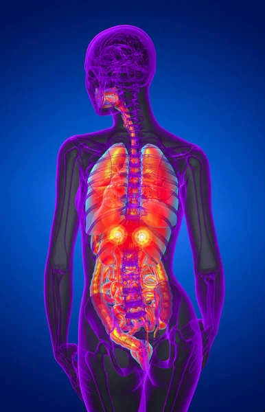 Hacer Ilustración Médica Del Sistema Digestivo Humano Sistema Respiratorio Vista —  Fotos de Stock