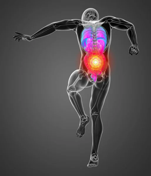 Hacer Ilustración Médica Del Sistema Digestivo Humano Sistema Respiratorio Vista — Foto de Stock