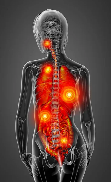人間の消化器系や呼吸器系 背面の レンダリングの医療イラスト — ストック写真