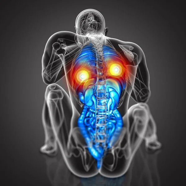 Ilustracja Medyczna Układu Trawiennego Oddechowego Człowieka Widok Tyłu — Zdjęcie stockowe