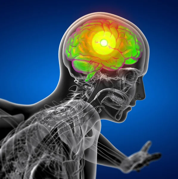 Медицинская Иллюстрация Мозга Вид Сбоку — стоковое фото