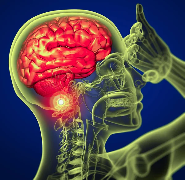 脳の3D医療イラスト 側面図 — ストック写真