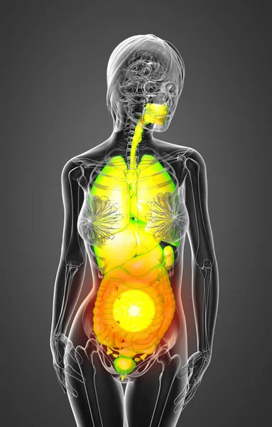 Render Medical Illustration Human Digestive System Respiratory System Front View — Stock Photo, Image