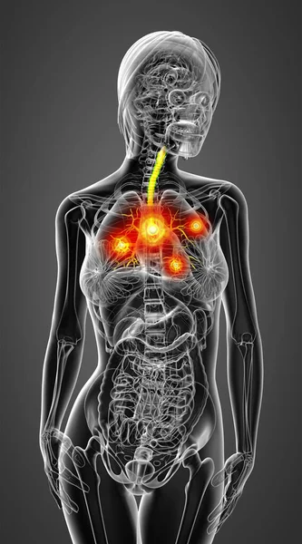 Medical Illustration Male Bronchi Front View — Stock Photo, Image