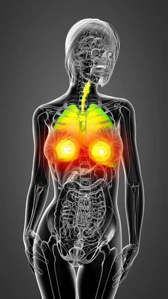 Render Medical Illustration Respiratory System Front View — Stock Photo, Image