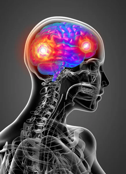Hacer Ilustración Médica Del Cerebro Humano Vista Lateral — Foto de Stock