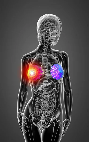 Female breast anatomy Stock Photo by ©maya2008 45818595