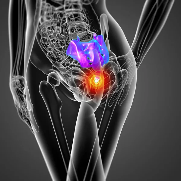 渲染医学插图的女性骶骨骨 后视图 — 图库照片