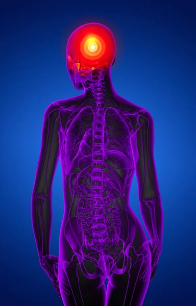 Renderizar Ilustración Médica Parte Superior Del Cráneo Vista Posterior — Foto de Stock