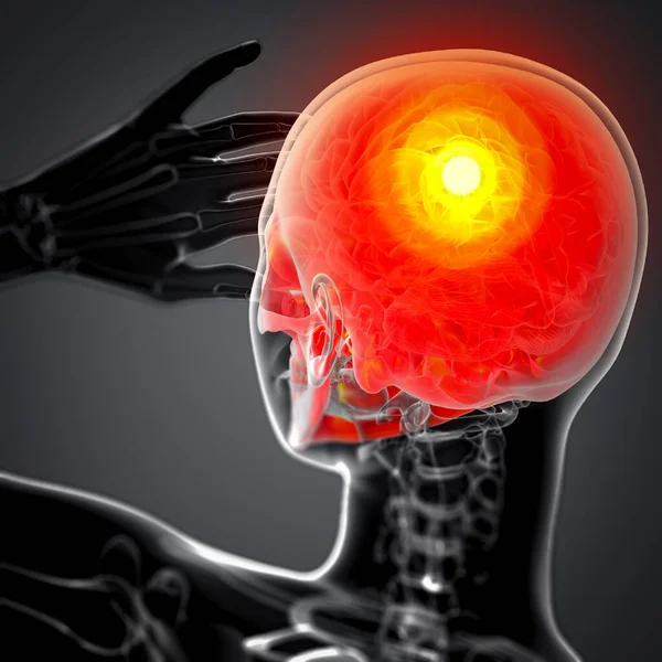 kafatası-arka görünüm 3D render tıbbi illüstrasyon