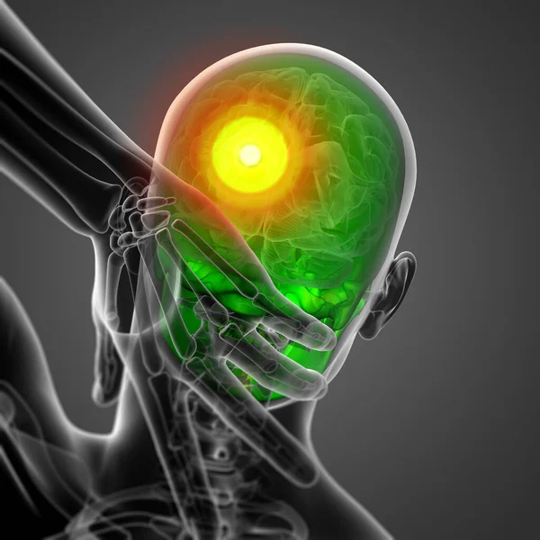 kafatası-arka görünüm 3D render tıbbi illüstrasyon