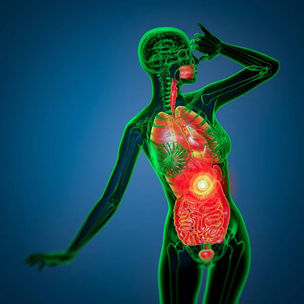 Показать Медицинскую Иллюстрацию Пищеварительной Системы Дыхательной Системы Человека Вид Спереди Стоковое Фото