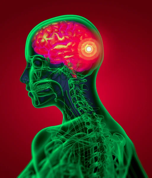 Medische Illustratie Van Hersenen Zijaanzicht Stockfoto