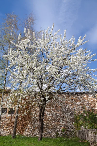 Spring cherry Blossom — Stock Photo, Image