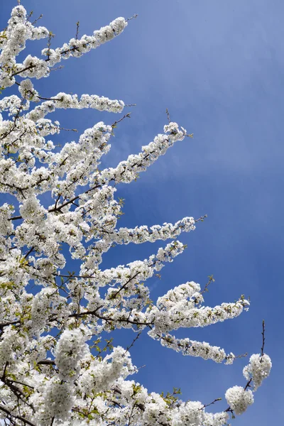 Spring cherry Blossom — Stock Photo, Image