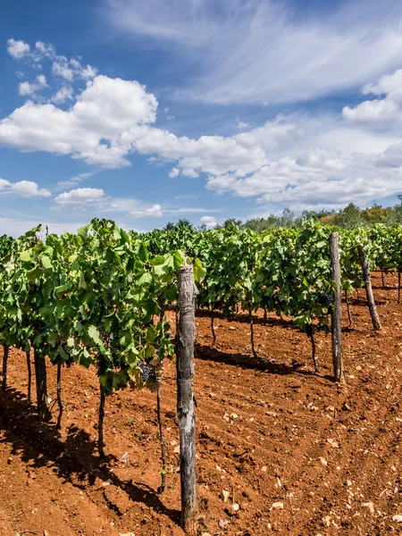 Vineyard in the summe — Stock Photo, Image