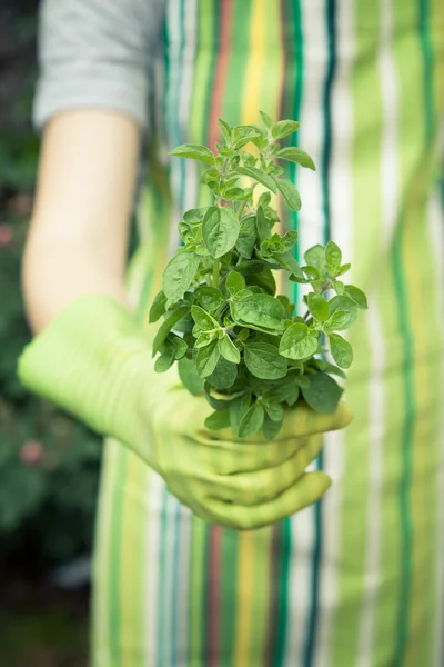 Hands holding plant of oregan — Stock Photo, Image