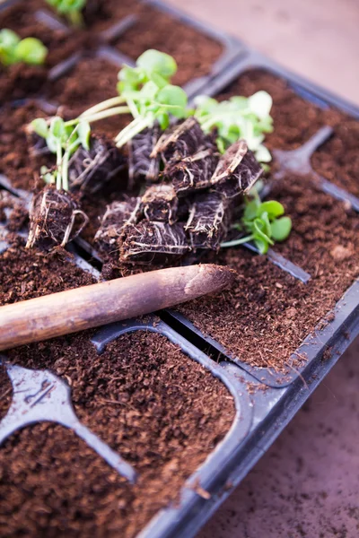 Seedlings — Stock Photo, Image