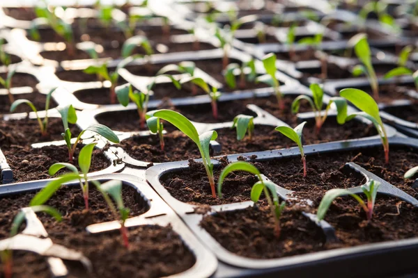 Lettuce sprouts field — Stock Photo, Image