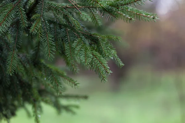 Dennenboom in het bos — Stockfoto