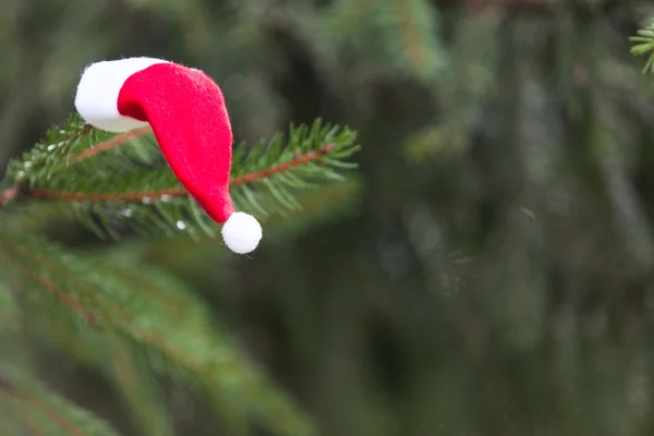 Santa hat on the pine tree — Stock Photo, Image