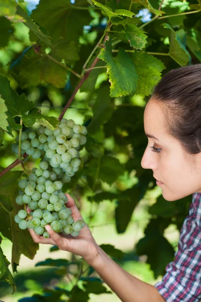Young woman in vineyard — Stock Photo, Image