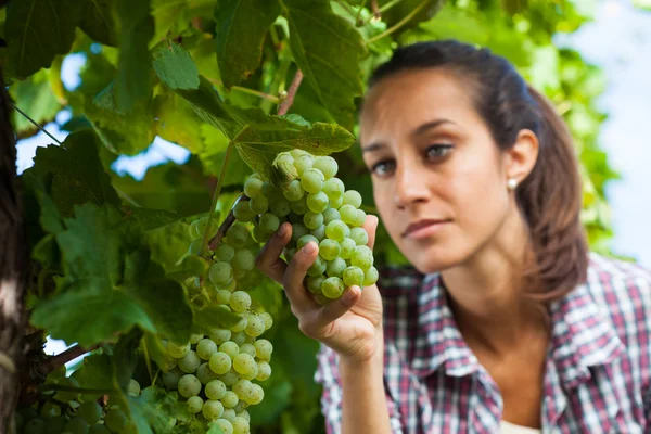 Jonge vrouw in wijngaard — Stockfoto