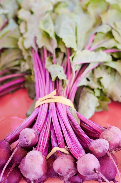 Rhubarb — Stock Photo, Image