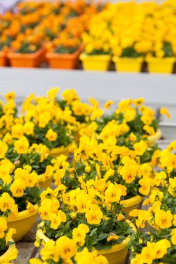 sera içinde renkli çuha çiçeği