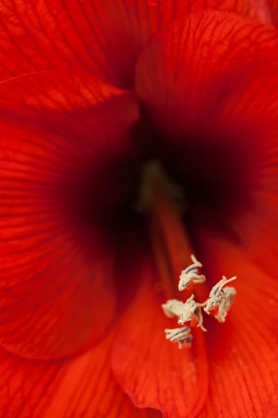 Flor de hibisco rojo brillante — Foto de Stock