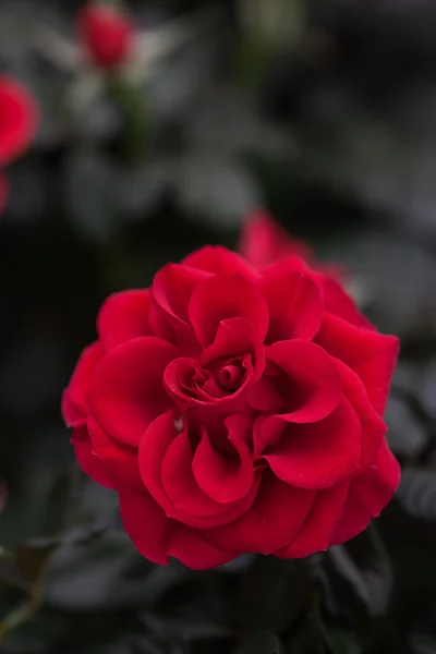 Rosa roja — Foto de Stock