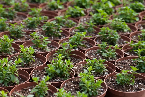 Early stage growth of flower sprouts in pots — Stock Photo, Image