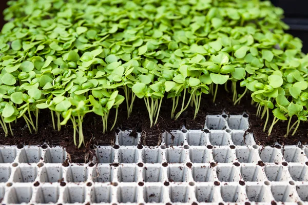 Flower sprouts — Stock Photo, Image