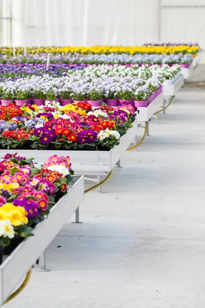 Flor coloreada en invernadero — Foto de Stock