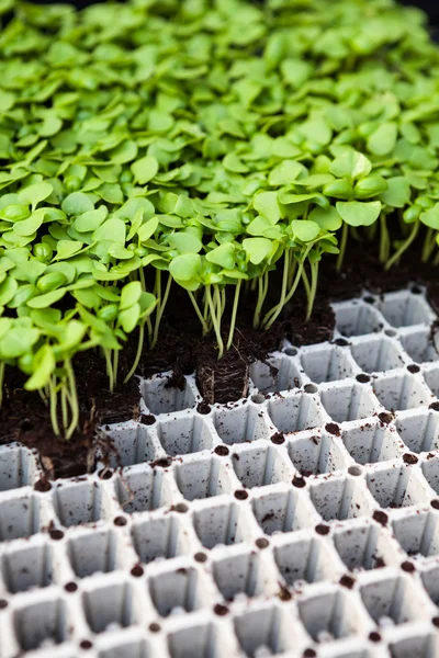 Flower sprouts in pot — Stock Photo, Image