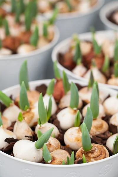 Tulip bulbs — Stock Photo, Image