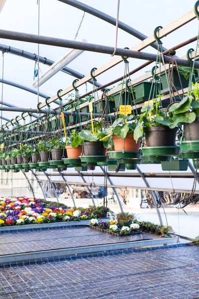 Växthuset under våren — Stockfoto