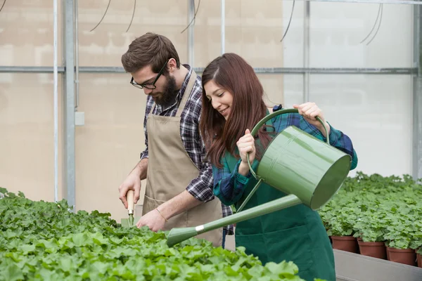 Male and female florist working in a greenhouse — Stock Photo, Image