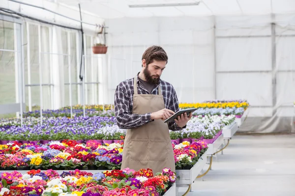 Jeune homme adulte jardinier dans le tablier en utilisant une tablette numérique à la serre — Photo