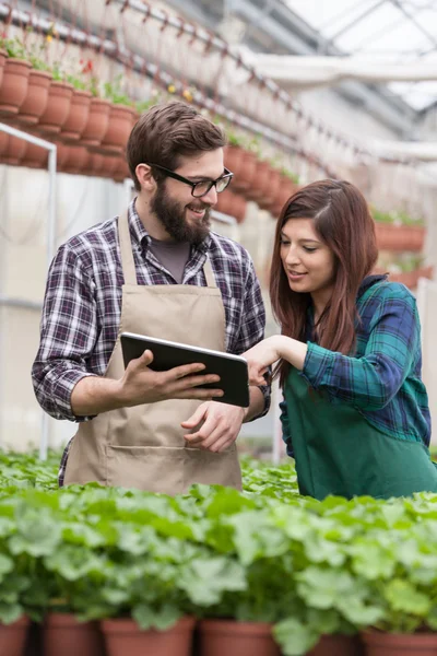 Young adult garden worker in apron using digital tablet at greenhouse — Stock Photo, Image