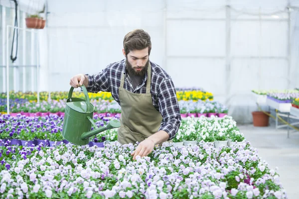 Jardineiro no jardim de mercado ou berçário — Fotografia de Stock