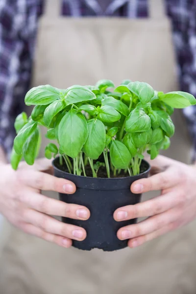 Man Holding fresh basil — Stock Photo, Image