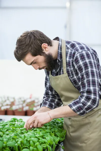 Hombre joven plantando flores en casa verde — Foto de Stock