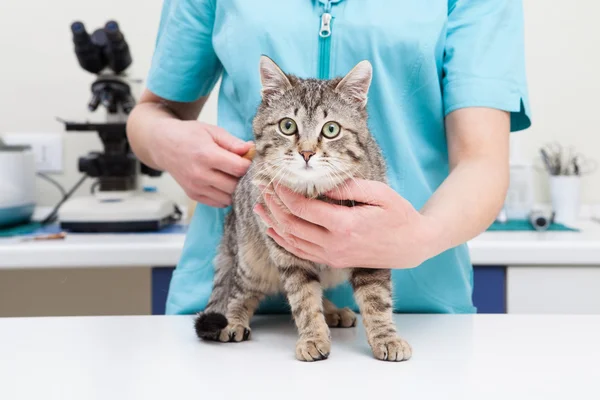Vaccinazione animale domestico — Foto Stock