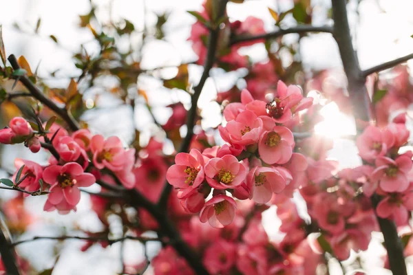 Spring cherry blossom — Stock Photo, Image