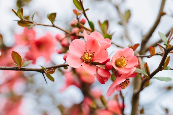 Frühlingskirschblüte — Stockfoto
